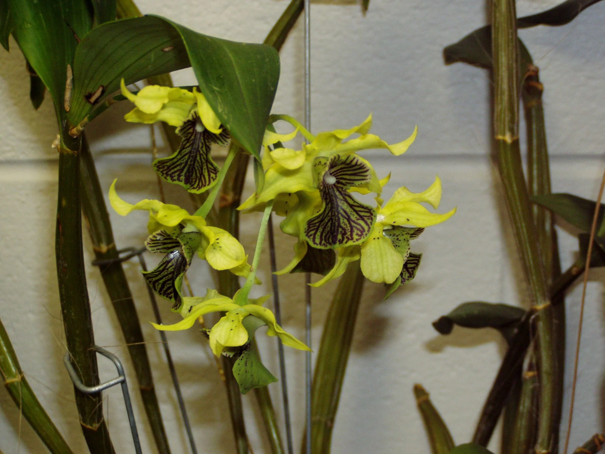 Dendrobium Culture Sheet — Illinois Orchid Society